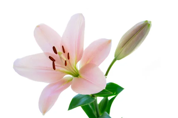 Lilly flores frescas — Foto de Stock