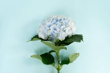 Ortanca mavi çiçekleri