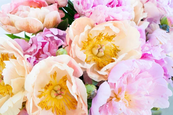 Flores de peónia frescas — Fotografia de Stock