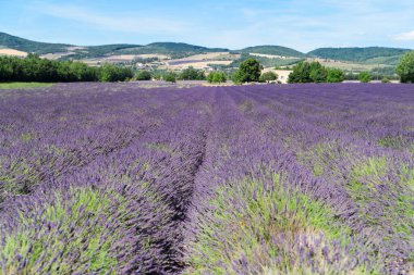 Yazın lavanta tarlası