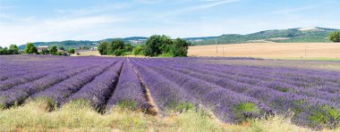 Lavender field at summer clipart