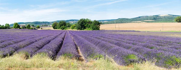 Lavender field at summer — Stock Photo, Image