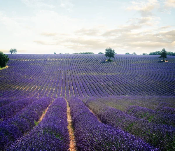 Lavender field at summer — Stock Photo, Image