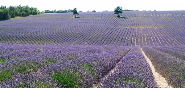 Campo de lavanda no verão — Fotografia de Stock