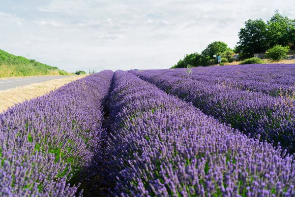 Lavendelfält på sommaren — Stockfoto