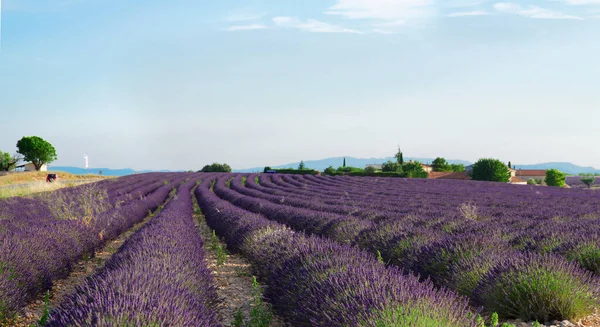 Lavender blooming field — Stock Photo, Image