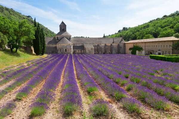 Аббатство Senanque и лаванды поле, Франция