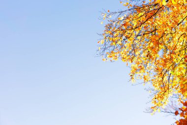 Sonbahar akçaağaç yaprakları