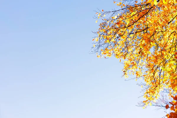 Fall maple leaves — Stock Photo, Image