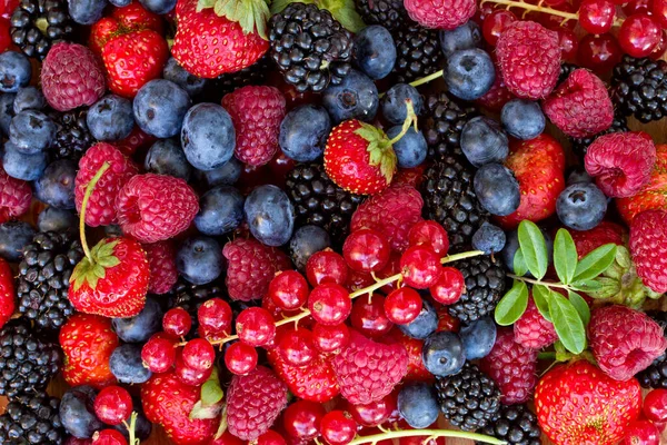 Bluberry, raspberry, blackberry and red currrunt — Stock Photo, Image