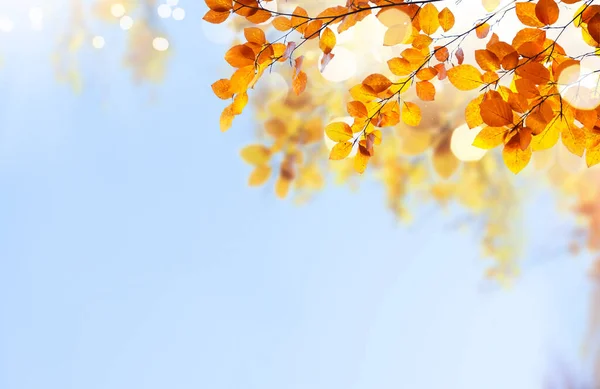 무지갯빛 가을 잎 — 스톡 사진