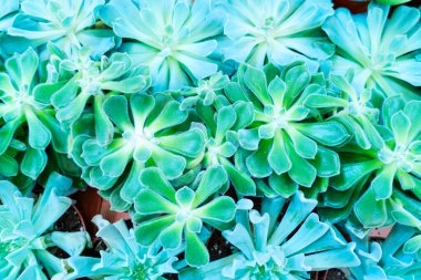 Tropik yeşil arkaplan