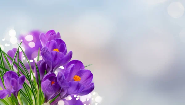 Azules cocodrilos flores — Foto de Stock