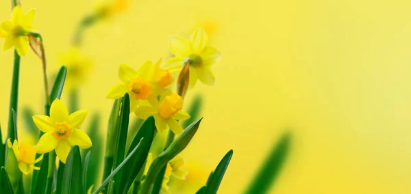 Žluté narcisy květiny — Stock fotografie