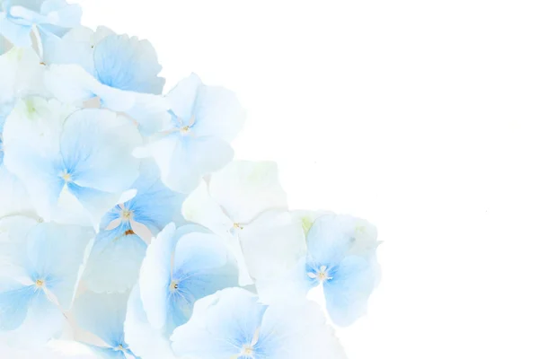 Hortensia fleurs bleues — Photo