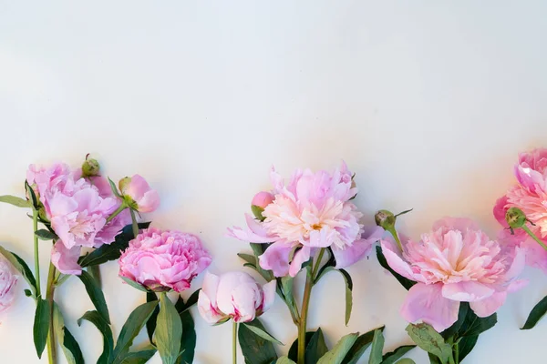 Flores de peónia frescas — Fotografia de Stock