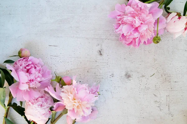 Flores de peónia frescas — Fotografia de Stock