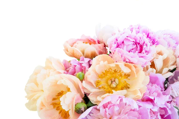 Färska pion blommor — Stockfoto