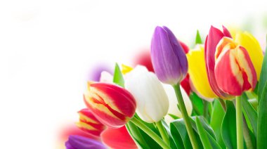 Taze lale çiçekleri