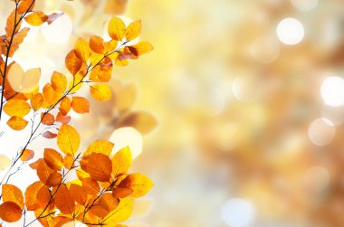 Titrek sonbahar yaprakları