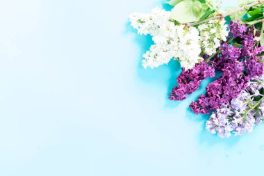 Taze leylak çiçekleri