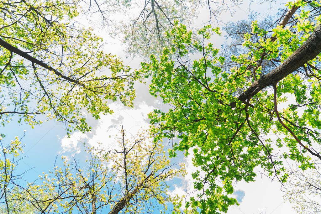 Spring forest background