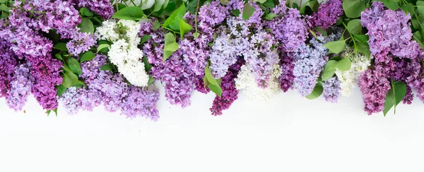 Frische Fliederblüten — Stockfoto