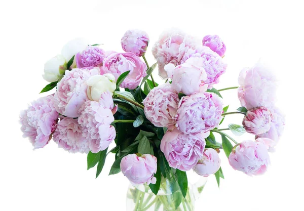 Fresh peony flowers — Stock Photo, Image