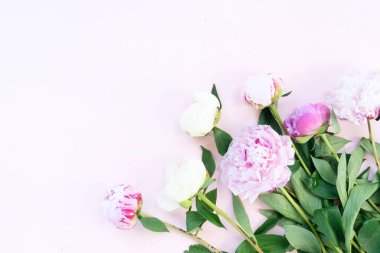 Taze şakayık çiçekleri