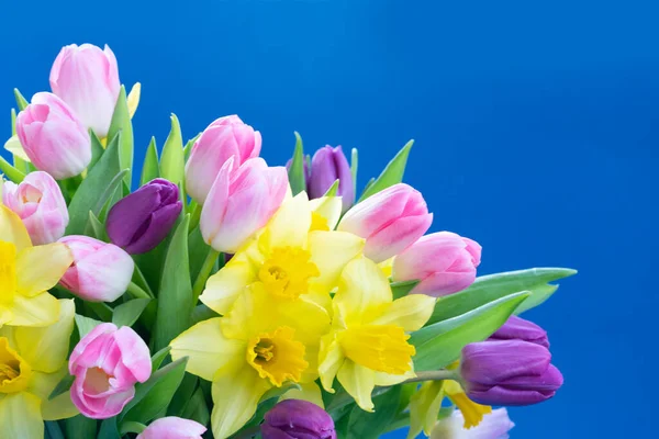 Tulipani e narcisi fiori — Foto Stock