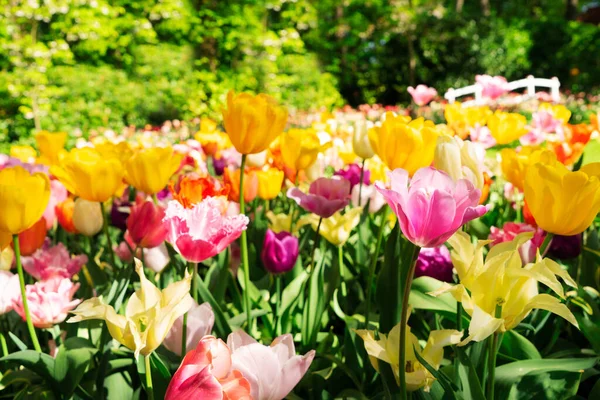 Lit de fleurs tulipes et cloche bleue — Photo