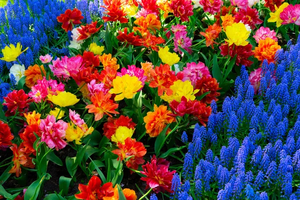 Césped fresco con flores — Foto de Stock