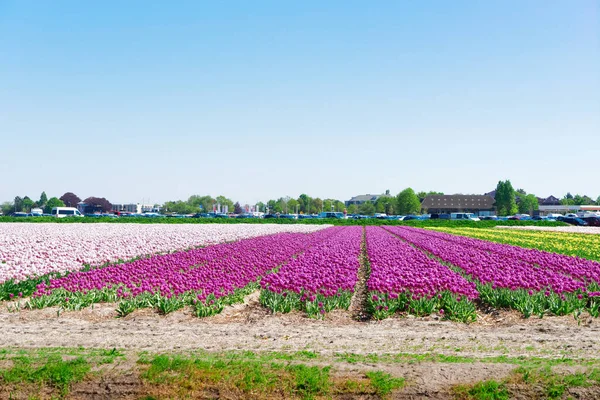 Řady tulipánových květin — Stock fotografie
