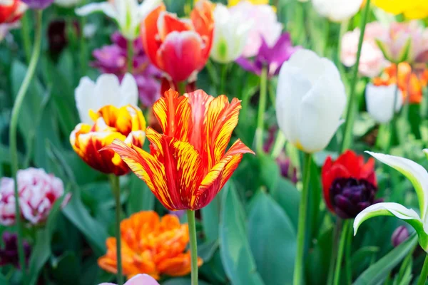 チューリップの庭の花壇 — ストック写真