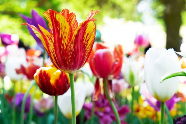 Tulipanes jardín cama de flores — Foto de Stock