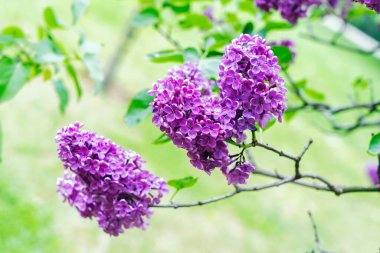 Çiçek açan leylak çiçekleri