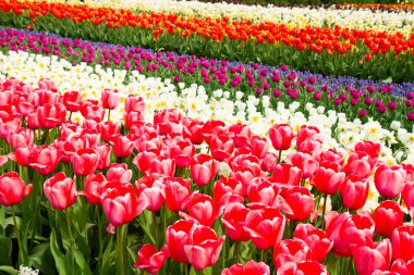 Holland lale tarlası