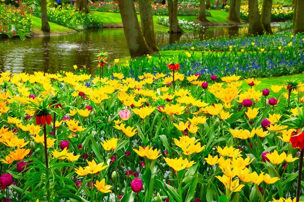 Lagoa de primavera no parque — Fotografia de Stock