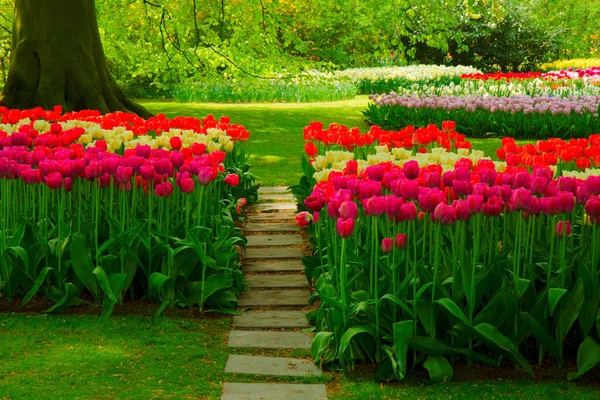 Macizos de flores de tulipanes de primavera —  Fotos de Stock