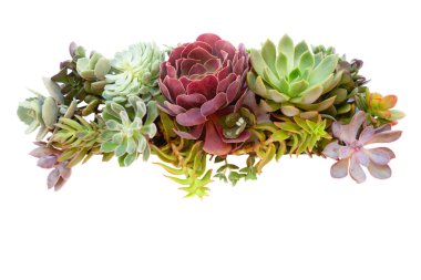 Beyaz yerine sulu bitkiler