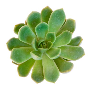 Beyaz yerine sulu bitkiler