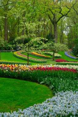 Lale bahçesinde renkli bir patika, gür bir ortamda canlı çiçekler sergiliyor, ziyaretçileri keşfetmeye davet ediyor.