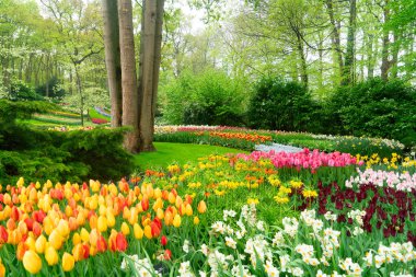 Lale bahçesinde renkli bir patika, gür bir ortamda canlı çiçekler sergiliyor, ziyaretçileri keşfetmeye davet ediyor.