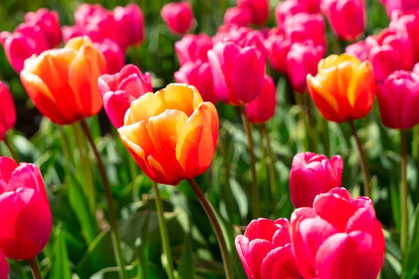 Ünlü Hollandalı turuncu lale tarlası güneşli bir günde mavi gökyüzü