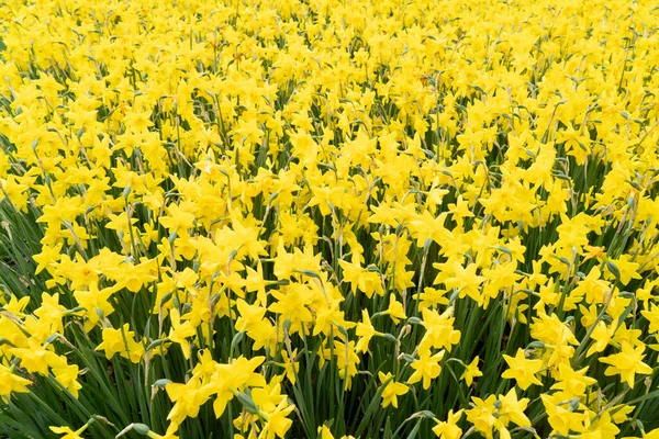 Nergis bahçesi, bereketli çiçekler sergiliyor, ziyaretçileri keşfetmeye davet ediyor.