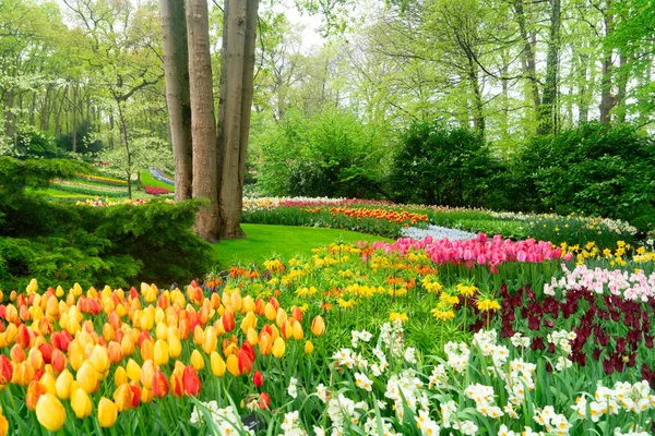 Lale bahçesinde renkli bir patika, gür bir ortamda canlı çiçekler sergiliyor, ziyaretçileri keşfetmeye davet ediyor.