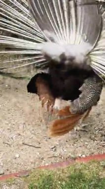 Göz kamaştırıcı bir tavus kuşu gururla sergiler güzel renkli tüylerini yemyeşil bahçesinde.