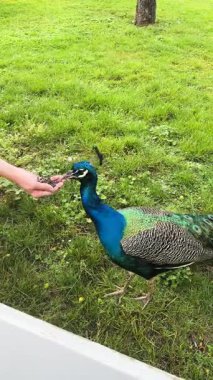 Göz kamaştırıcı bir tavus kuşu gururla sergiler güzel renkli tüylerini yemyeşil bahçesinde.