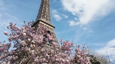 Pembe ve beyaz manolyalı Eyfel Kulesi bahar çiçekleri, Paris, Fransa