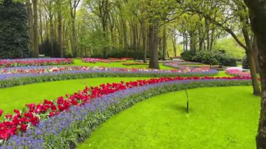 Renkli büyüyen kırmızı, pembe, kırmızı, mor laleler bahar balosu bahçesinde çiçek açtı.